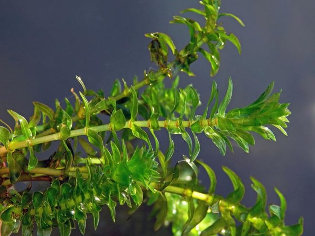 moczarka kanadyjska roślina filtracyjna 
